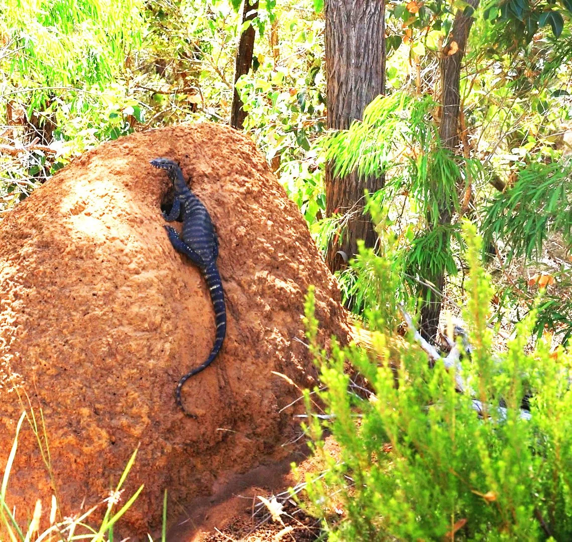 CALLS TO PROTECT YAKAMIA FOREST IN ALBANY