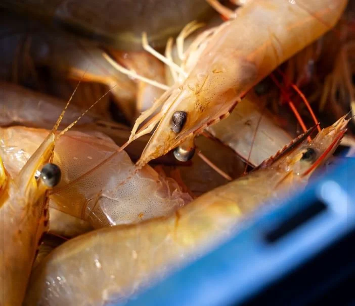 NGAARDA STATEWIDE NEWS: TUESDAY 31 MARCH 2026