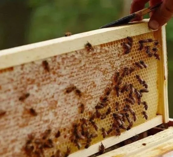 BEE BLITZ PUSHES WA BEEKEEPERS TO STAY SHARP