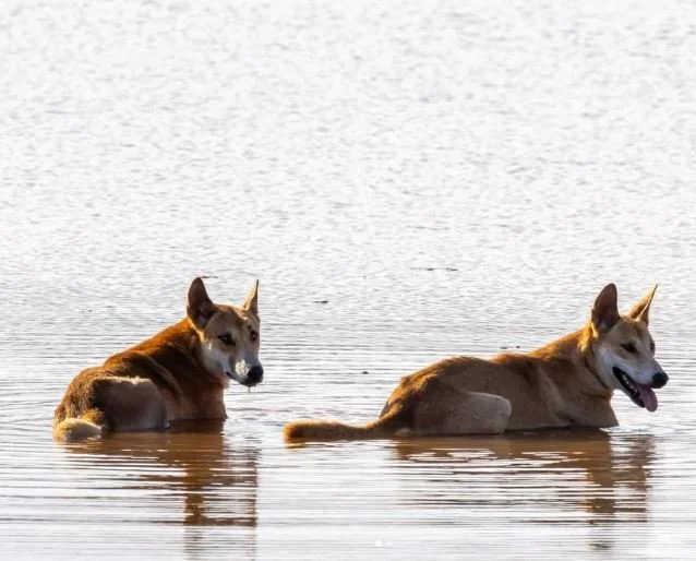 NGAARDA STATEWIDE NEWS: WEDNESDAY 29 APRIL 2026