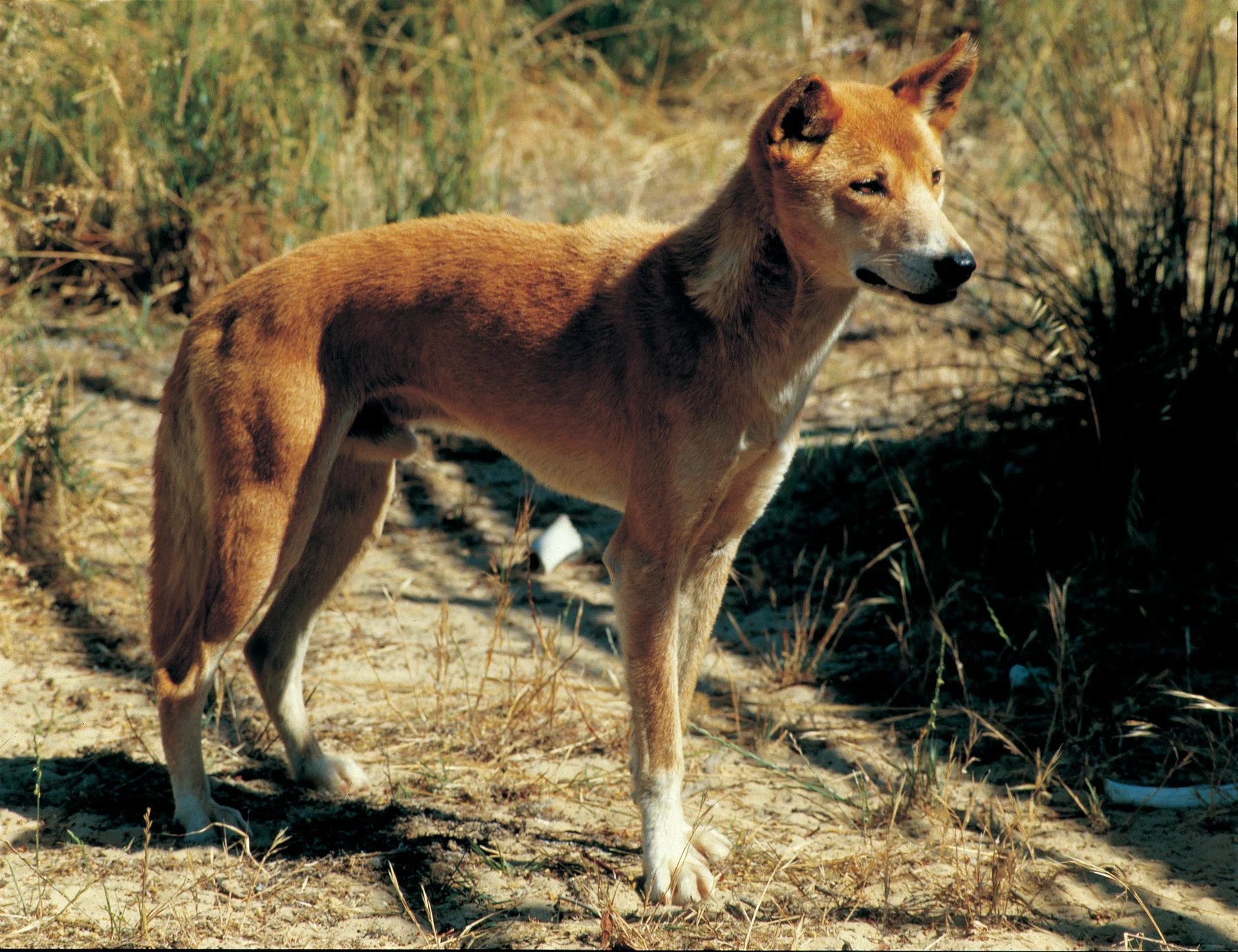 Pastoralists in WA's wheatbelt say they cannot access state owned and native-title controlled land to control wild dogs.