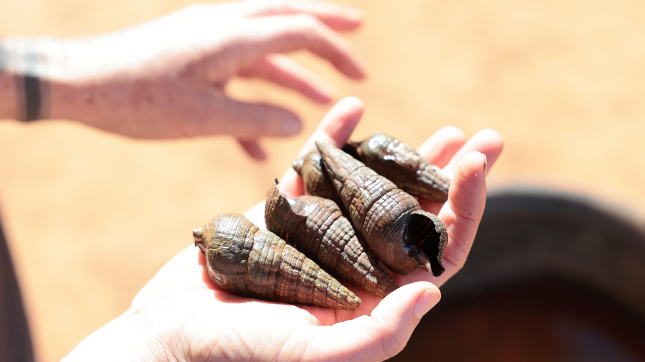 Shells of seafood commonly eaten by Thalanyji ancestors thousands of years ago unearthed in Boodie Cave on Barrow Island. Image: Samara Diaz