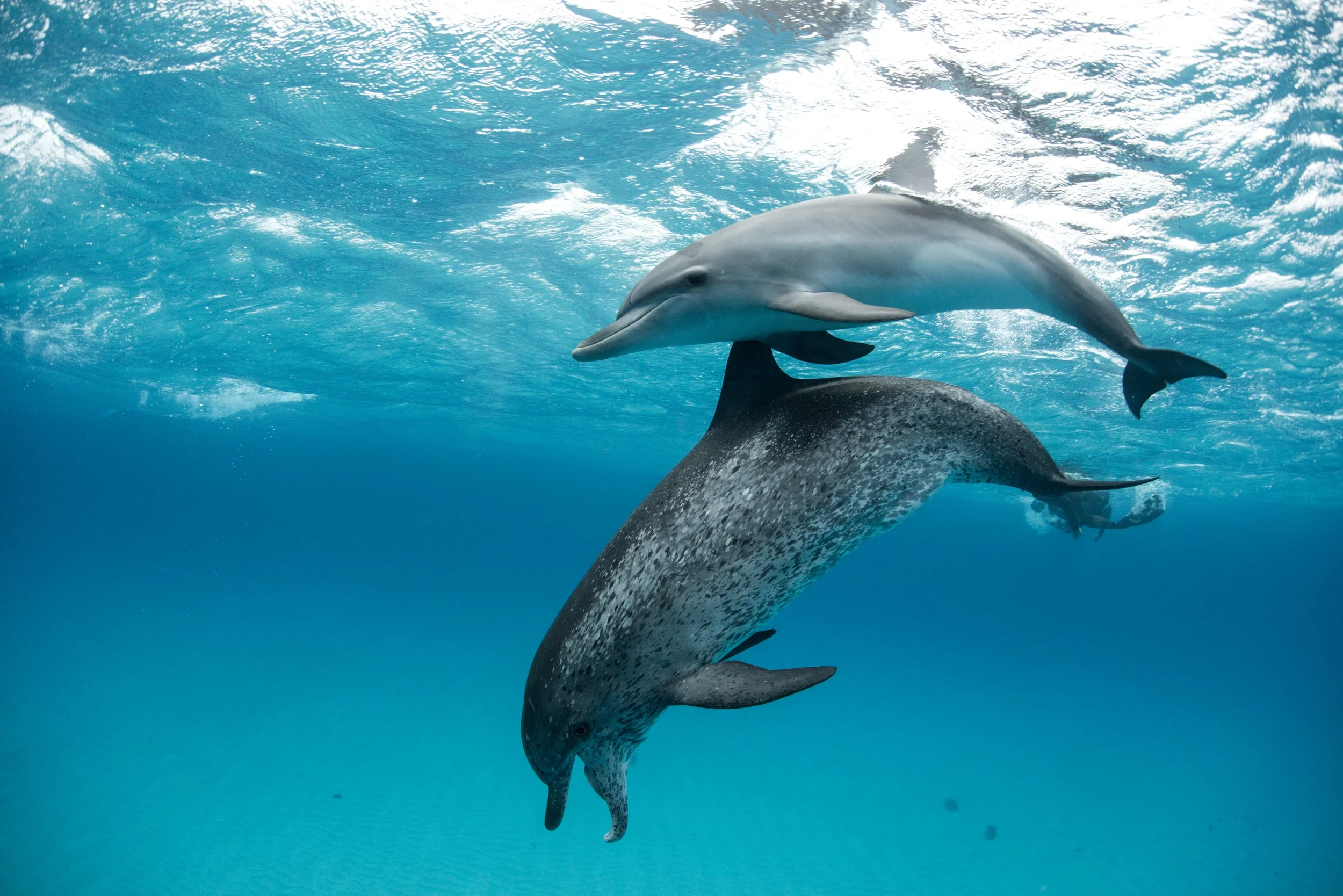 TRADITIONAL OWNERS HELP DOPHIN RESEARCH IN QUEENSLAND