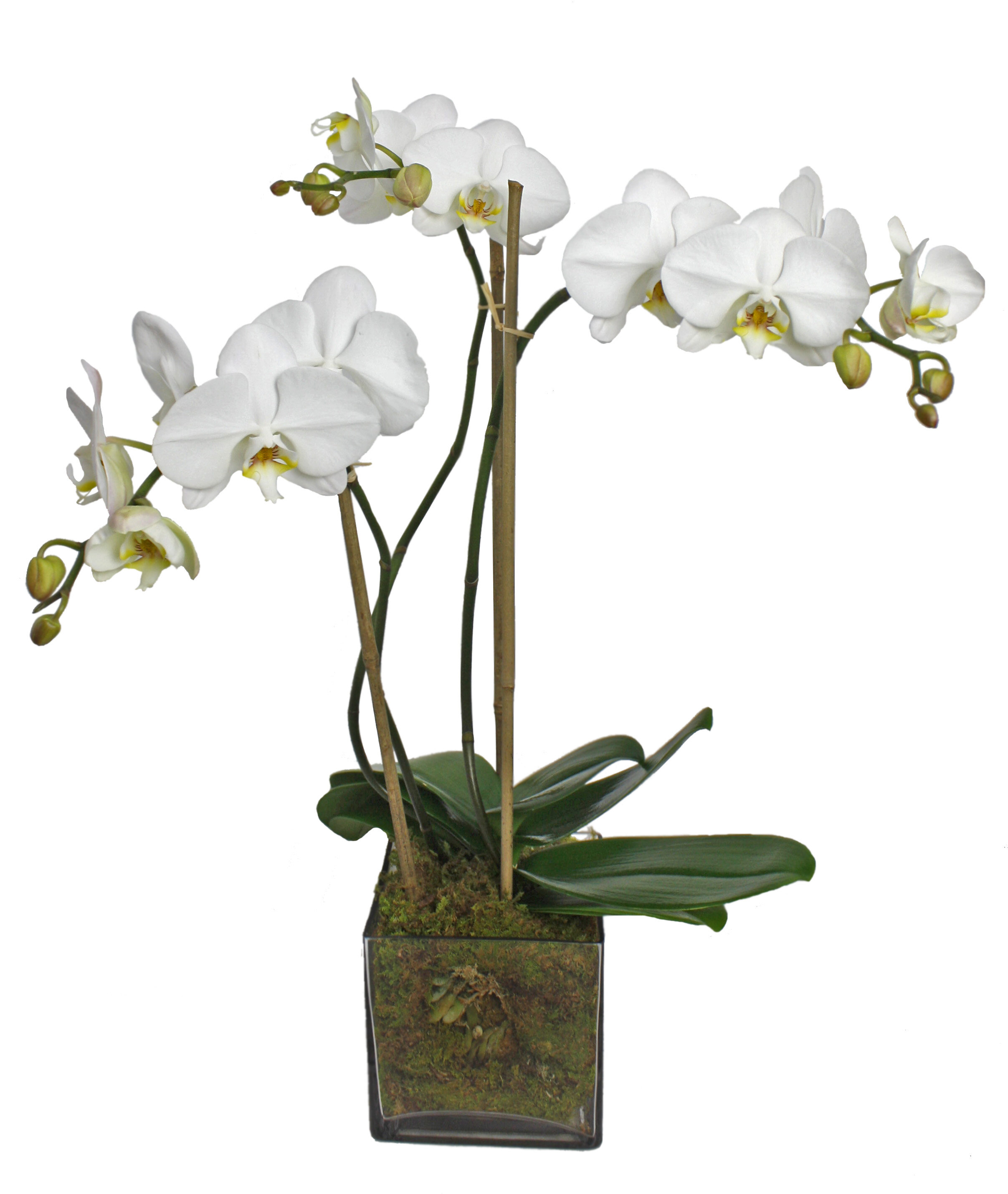 Long white orchid flower stem cheveux peigne fascinator coiffe rockabilly 1273 