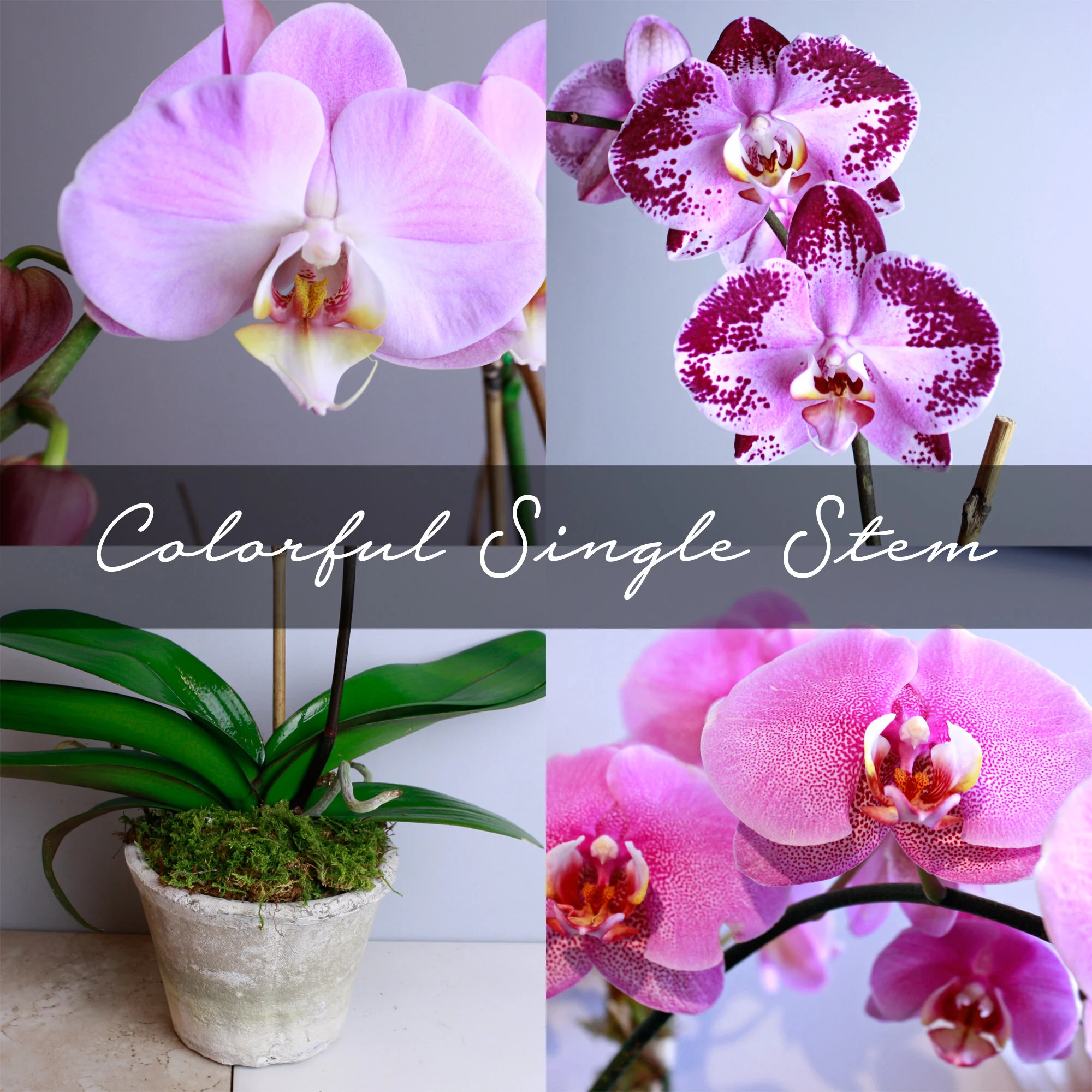 Colorful Single Stem Orchids $85