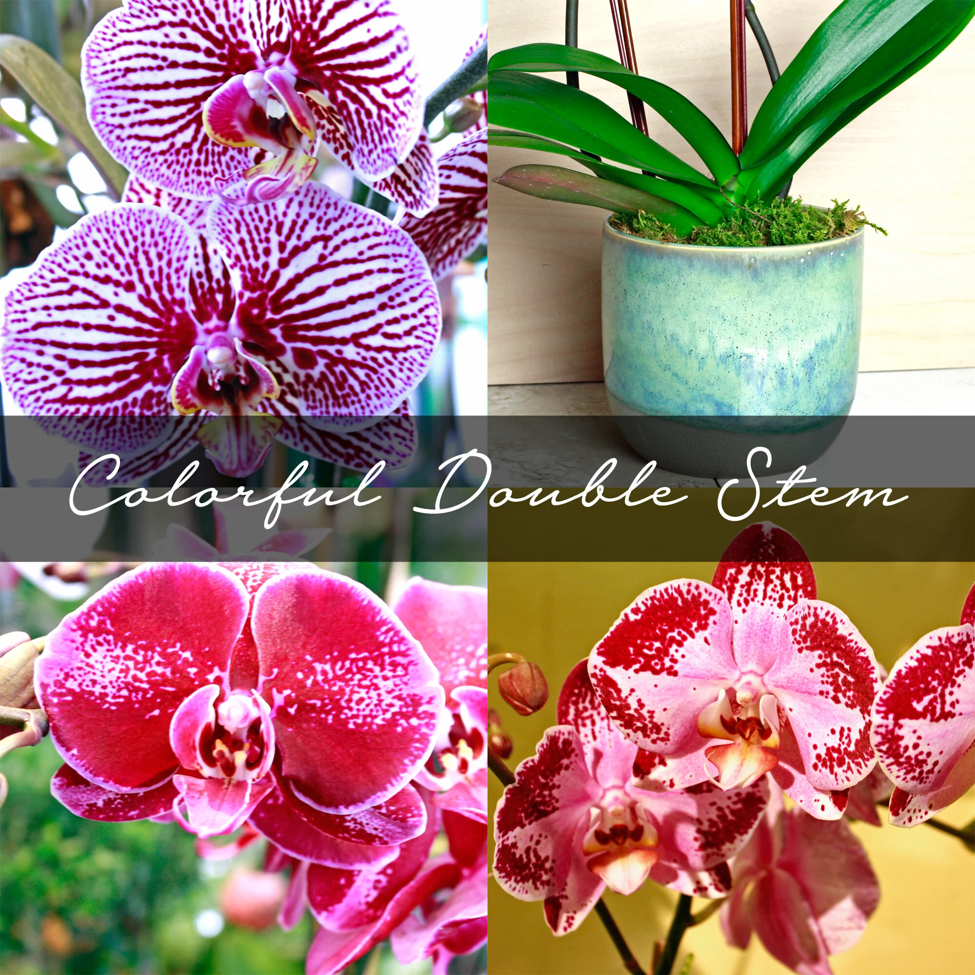 Colorful Double Stem Orchids $100