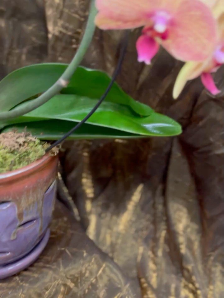 Blooming beauties 🌸