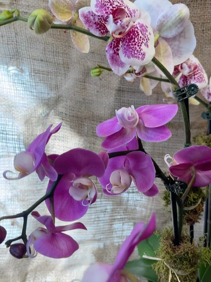 We&rsquo;re gettin ready for Passover,  celebrate it with these beautiful orchids🤍🤍