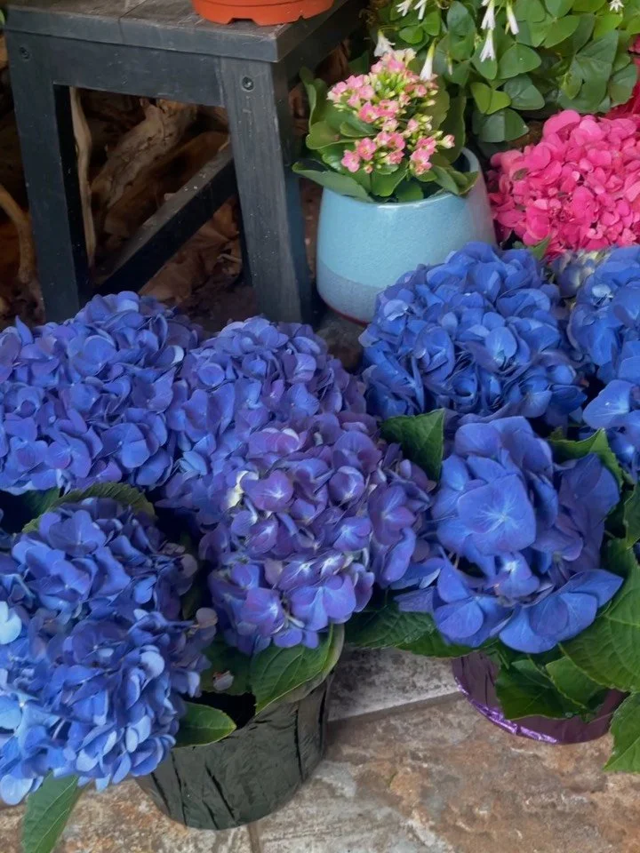 Hydrangeas, a timeless beauty 💐💐