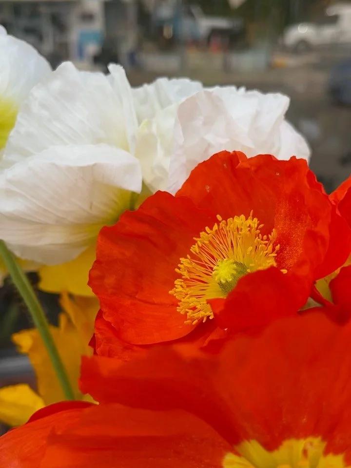 Loving these colorful poppies

#flowers #flowershop #poppies #spring