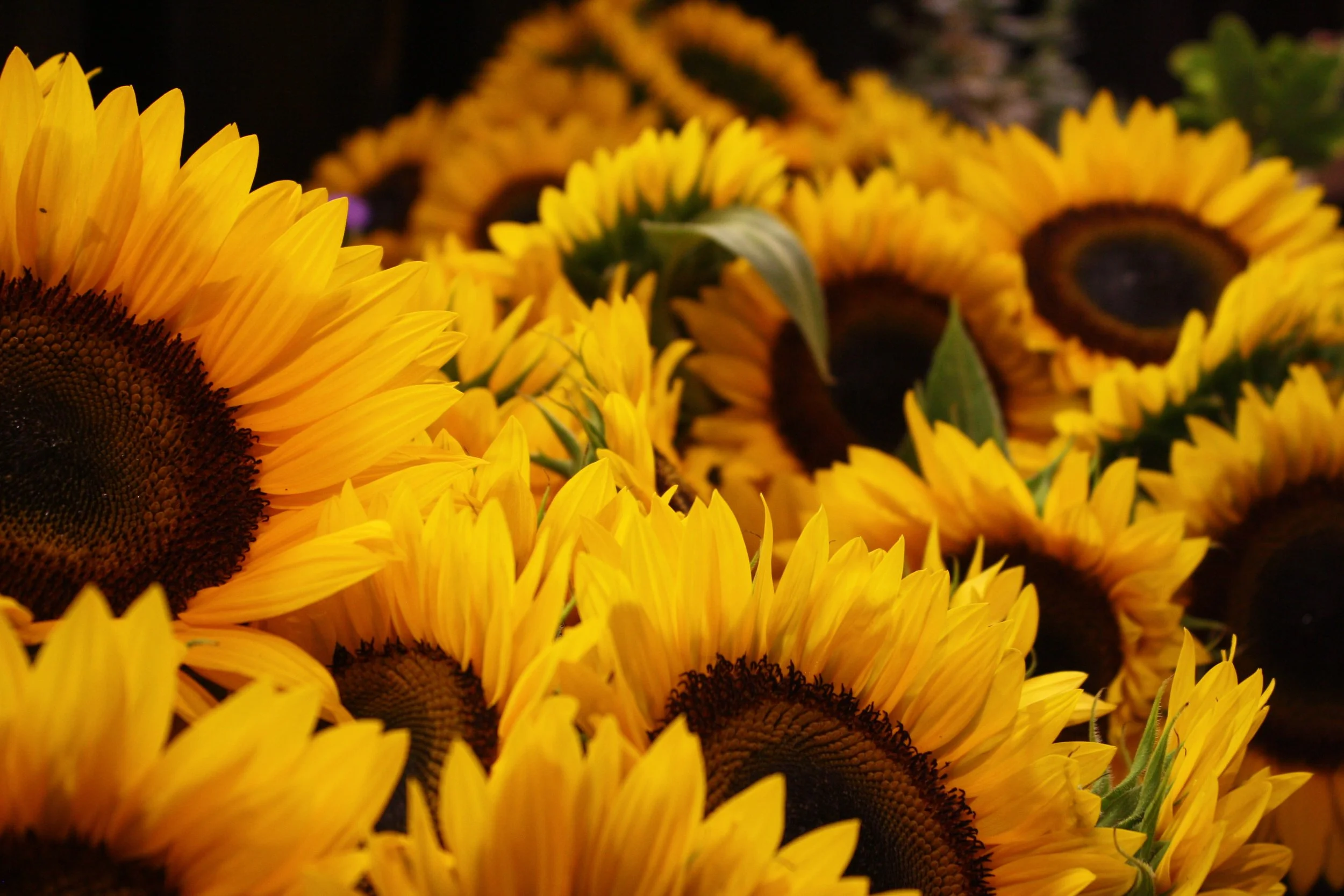 Sunflowers on Sale