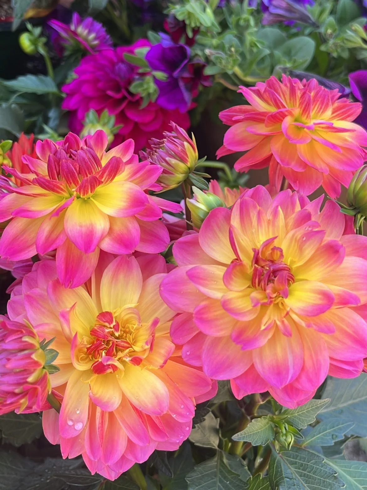 Gathering sunshine, one dahlia at a time☀️☀️☀️