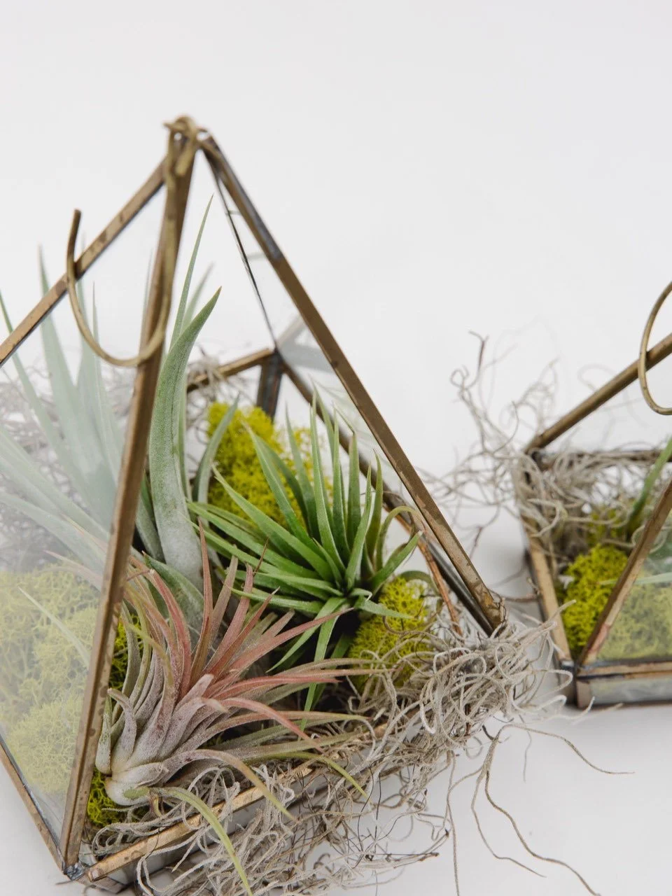 Structure shaped by nature 🌵🌵🌵

#succulents #flowershop