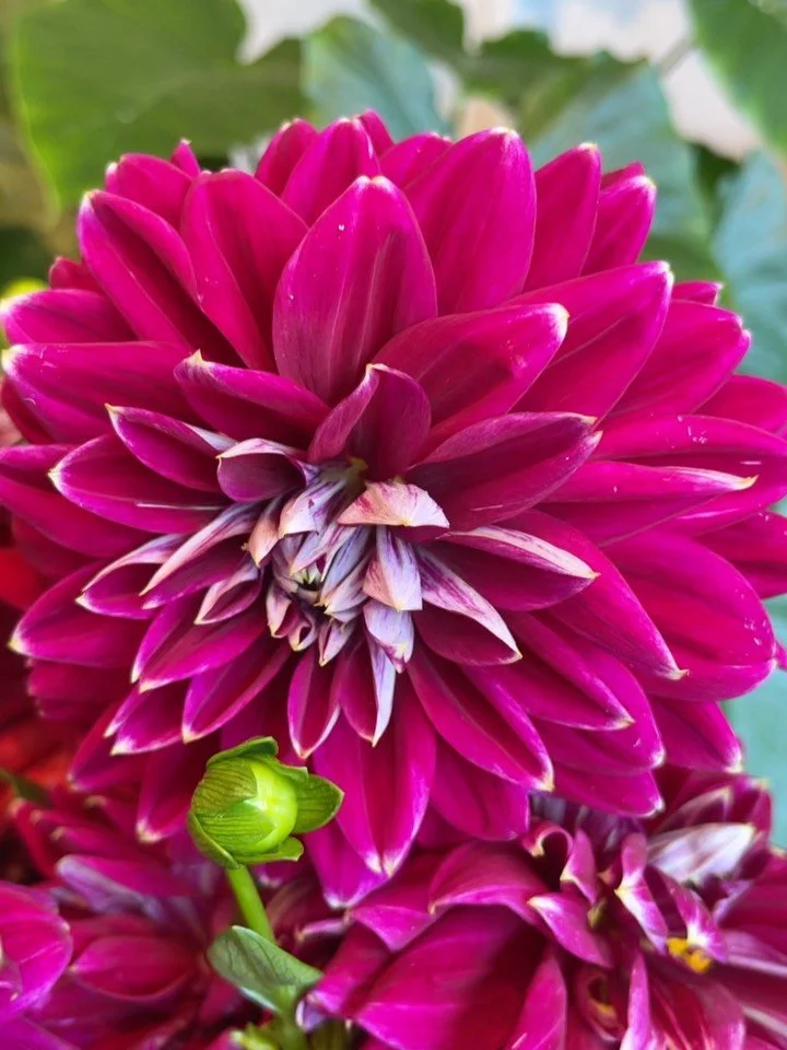 More of our beautiful dahlias💐💐