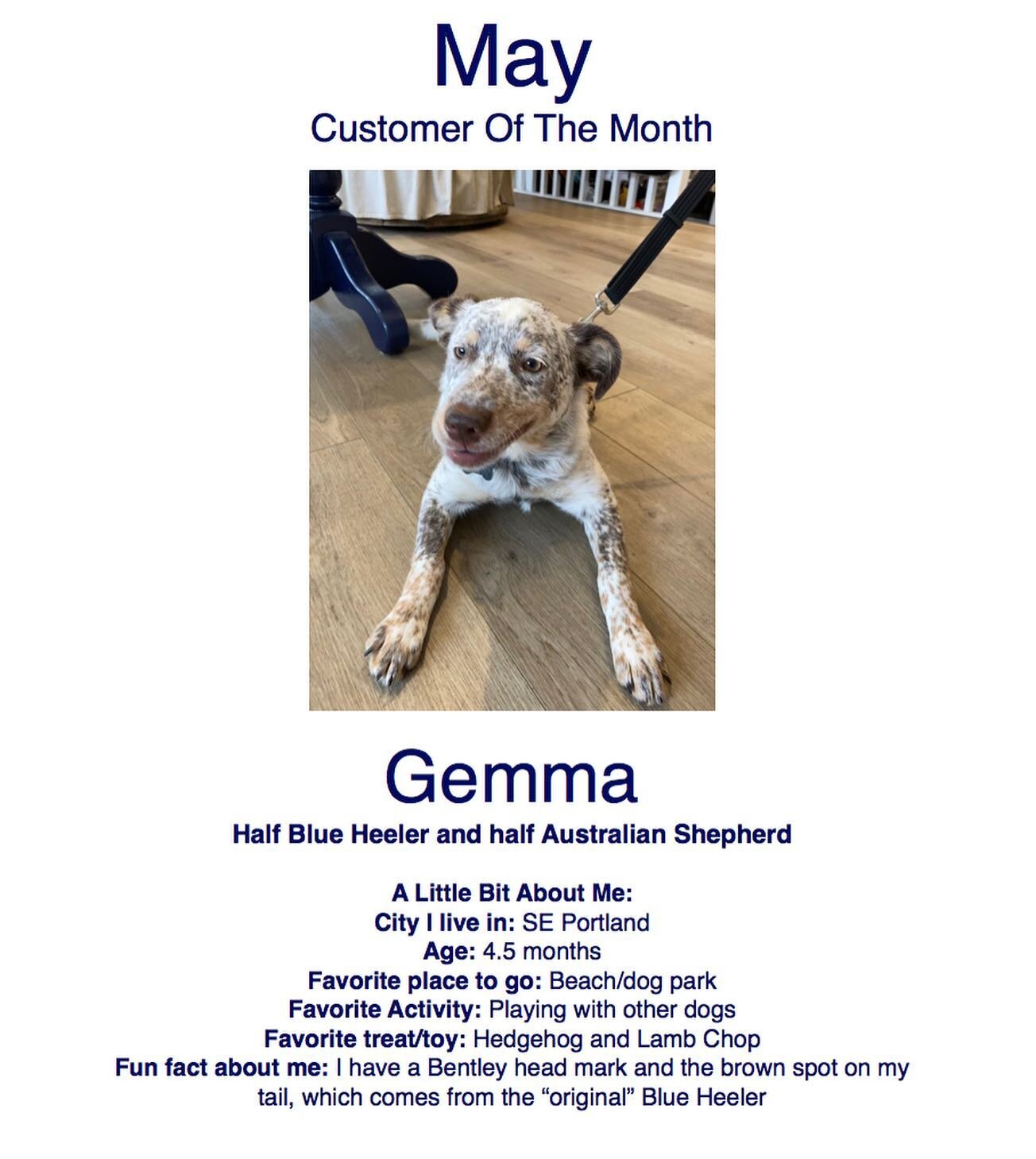 Gemma is our May customer of the month! Fun fact she&rsquo;s less than 5 months old and is already leash trained!