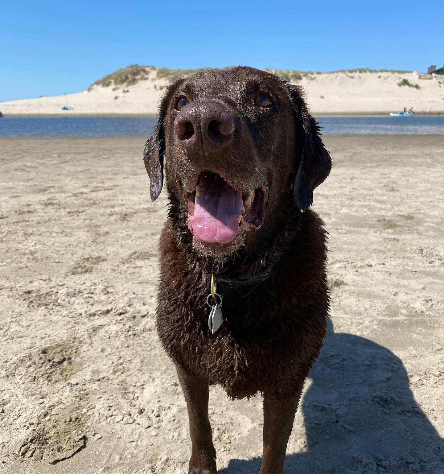 It&rsquo;s a beautiful day to take your dog to the beach! We have everything you may need to help your dog have the best day ever: collapsible water bowls, Chuck It products, waterproof collars and leashes and much more!