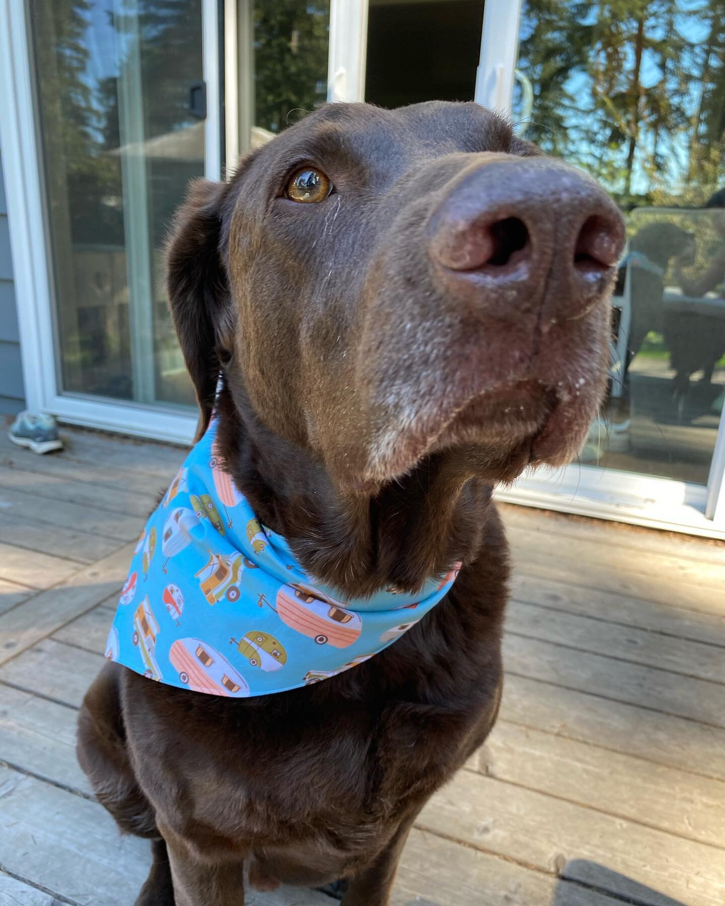 Summer bandanas are here! For now, we have some beautiful camping themed ones; more to come soon....🏕