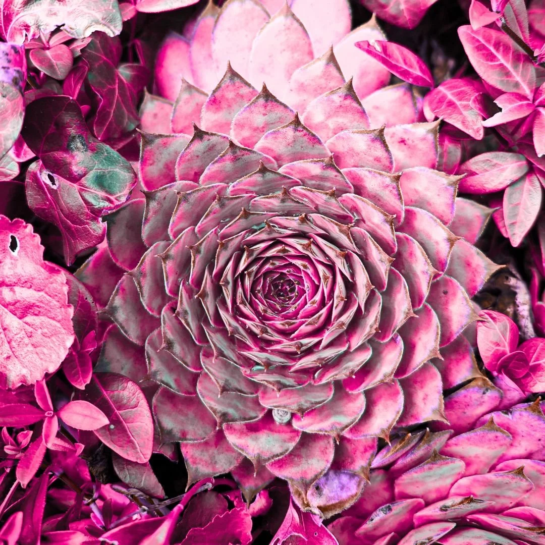 pink succulent with a spiral growth pattern