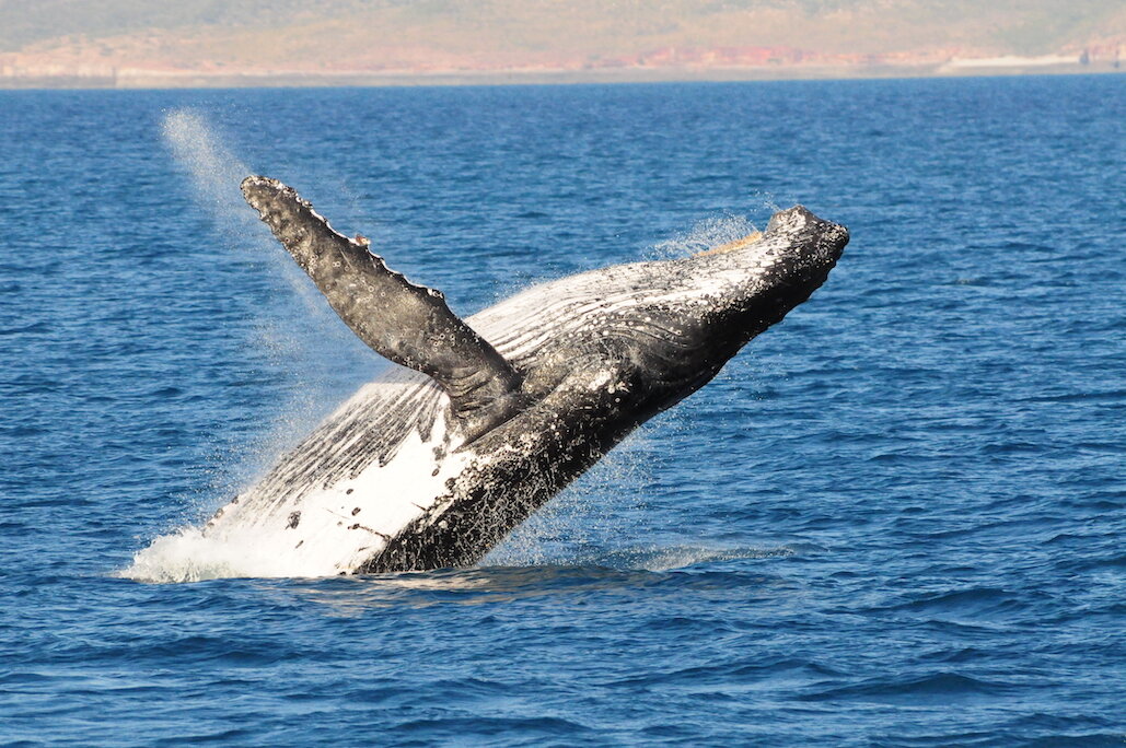 Whale Super Highway