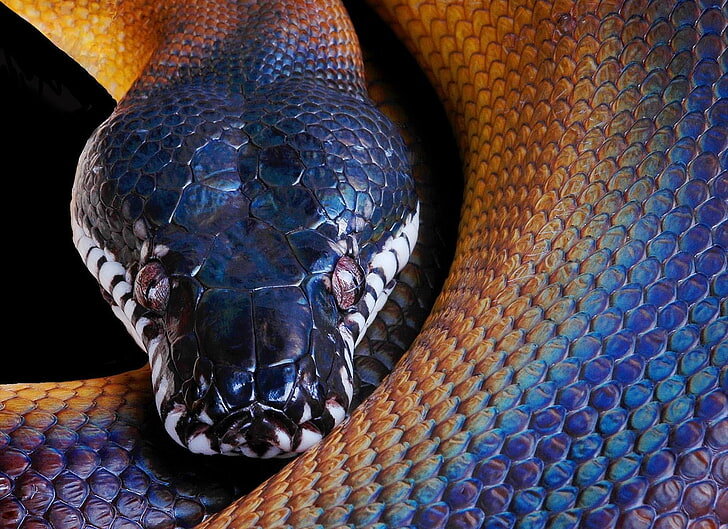 3. Python Amethyt_inspiration_snake-python-color-head-wallpaper-preview1627643688014.jpg