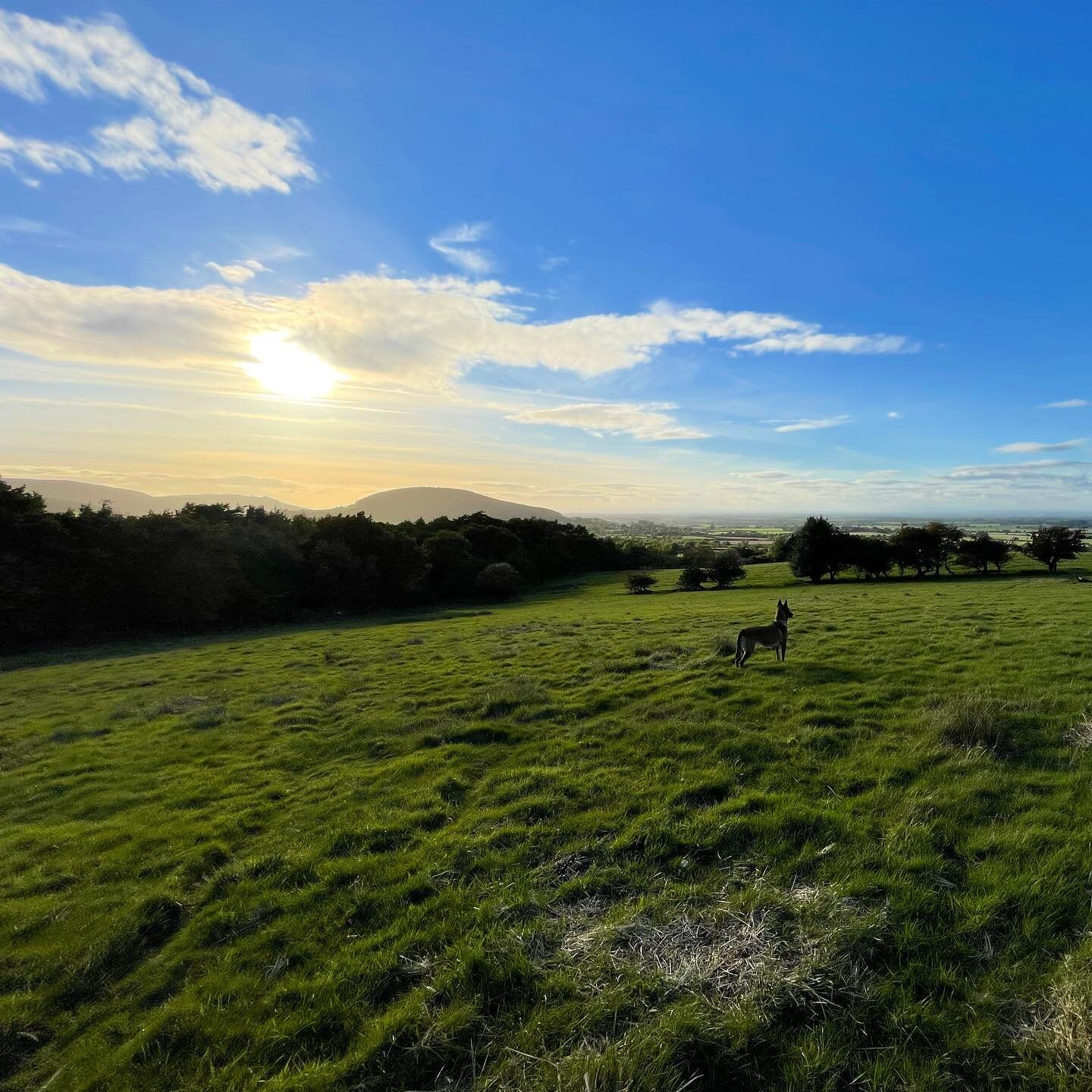 I am so grateful every day to get to do what I do and work with such incredibly beauty around me. Young Shanti looks like a postcard in these hills! #sundaysurrender #belgianmalinois