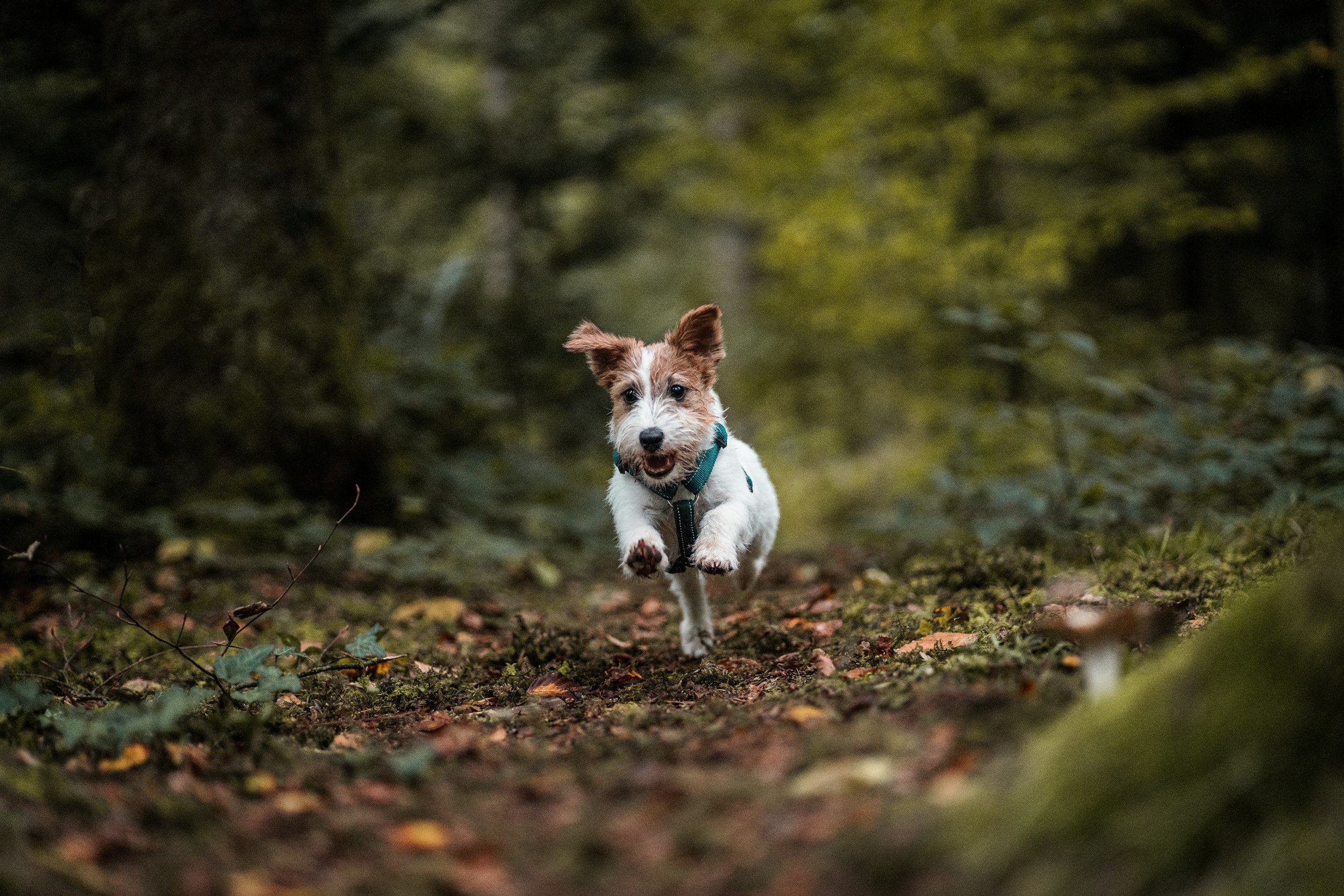Case Profile: Working Terrier