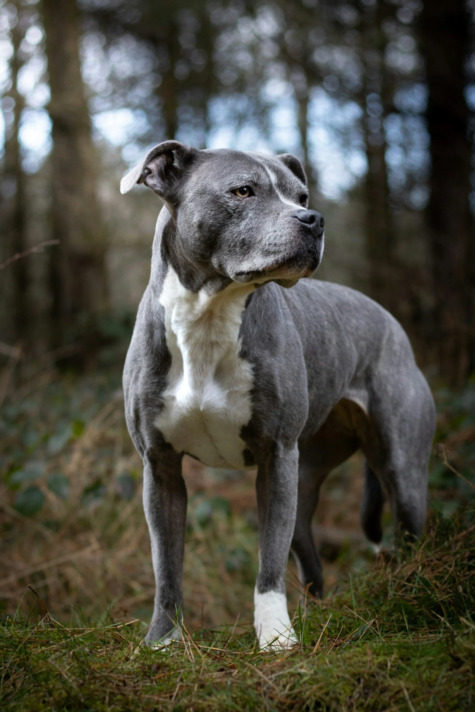 Case Profile: The Staffy