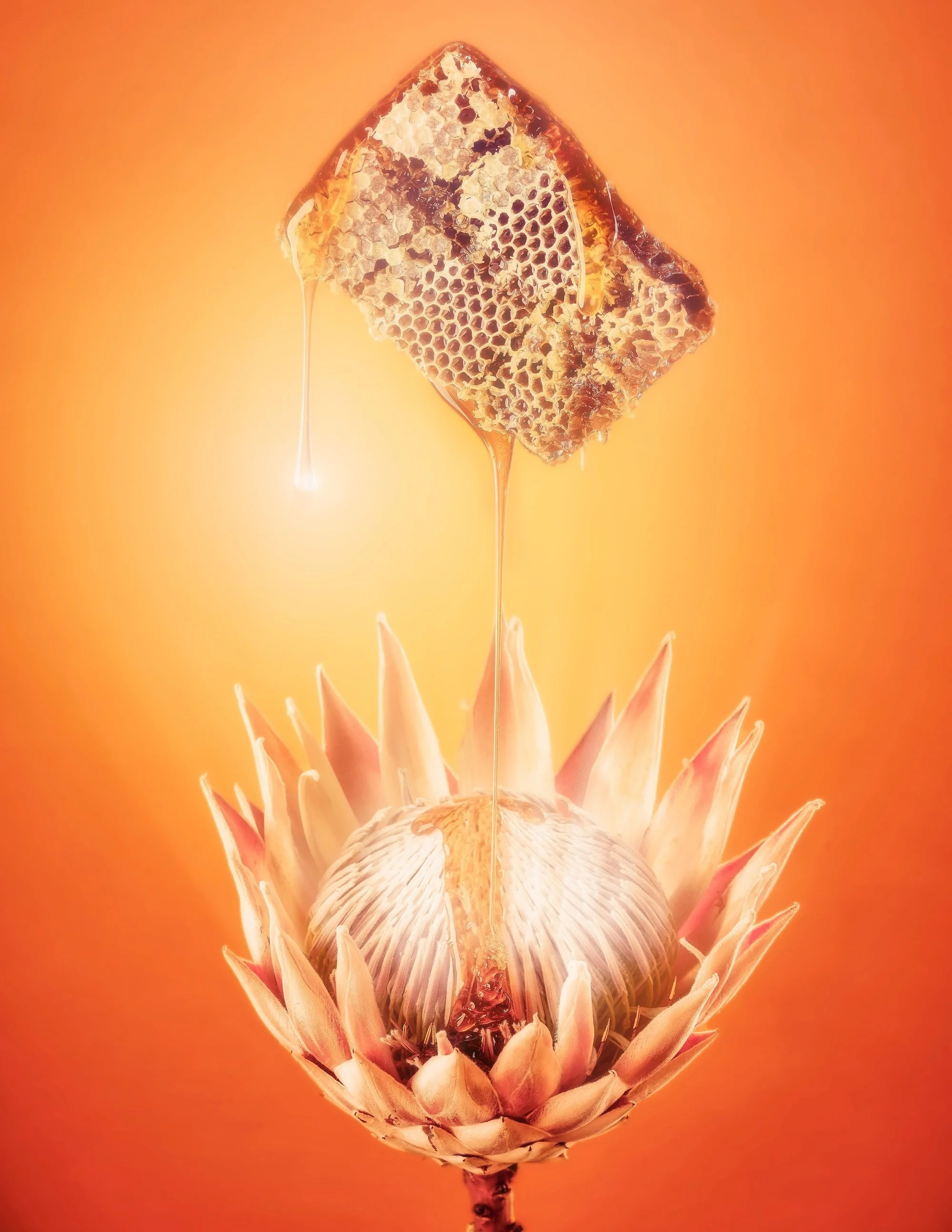 A honeycomb dripping honey over a protea flower on an orange background.