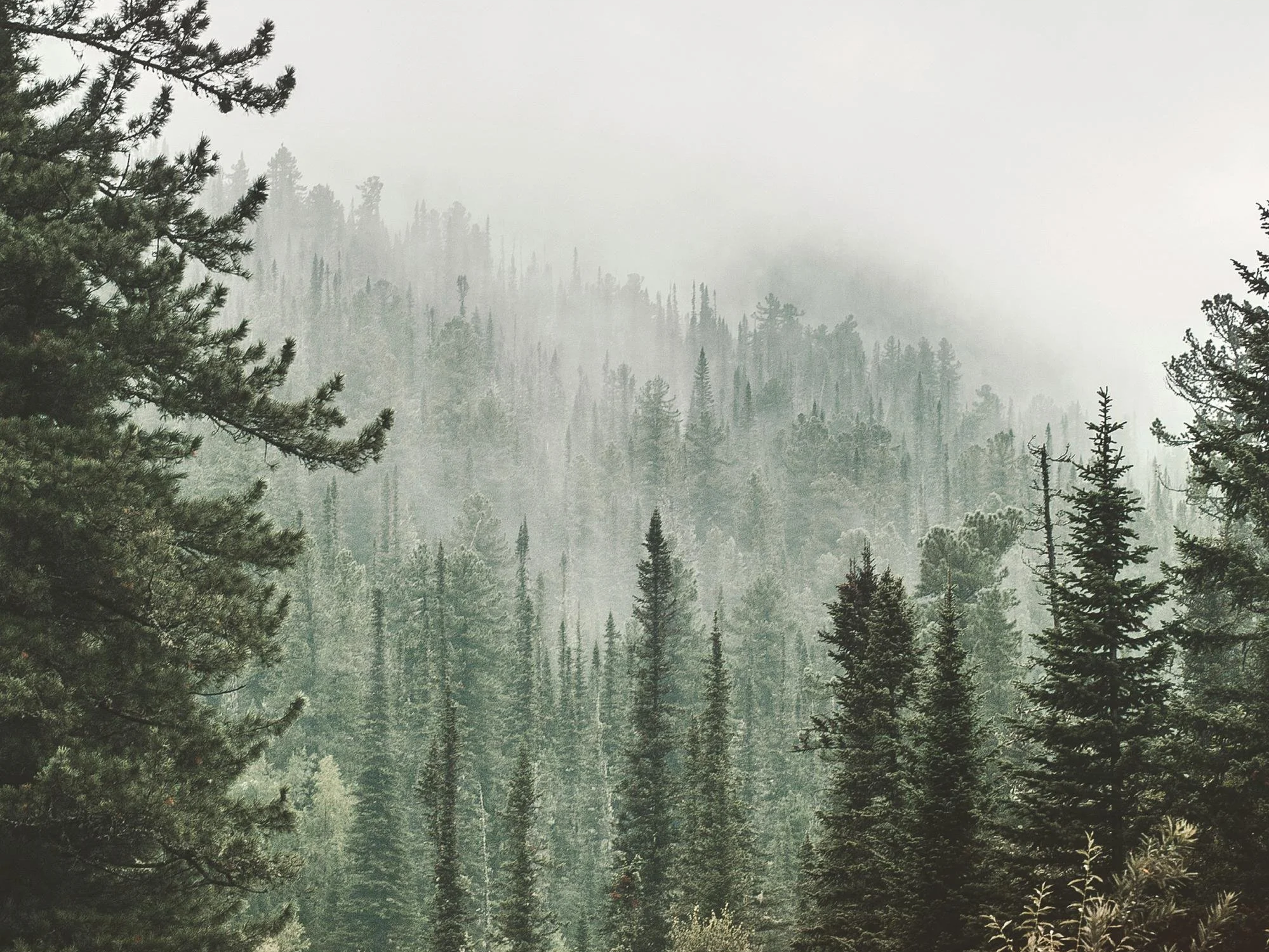 Dense forest of tall pine trees with fog and mountains in the background.