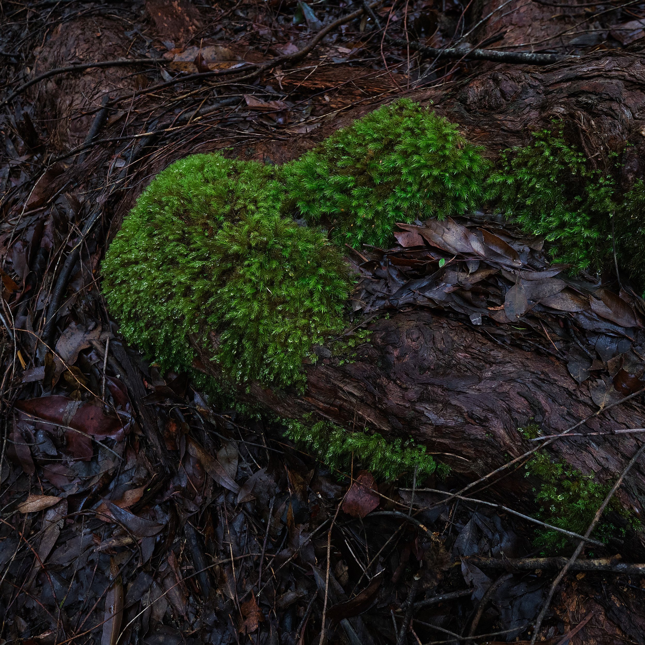 05 Ohiya Forest Collection.jpg