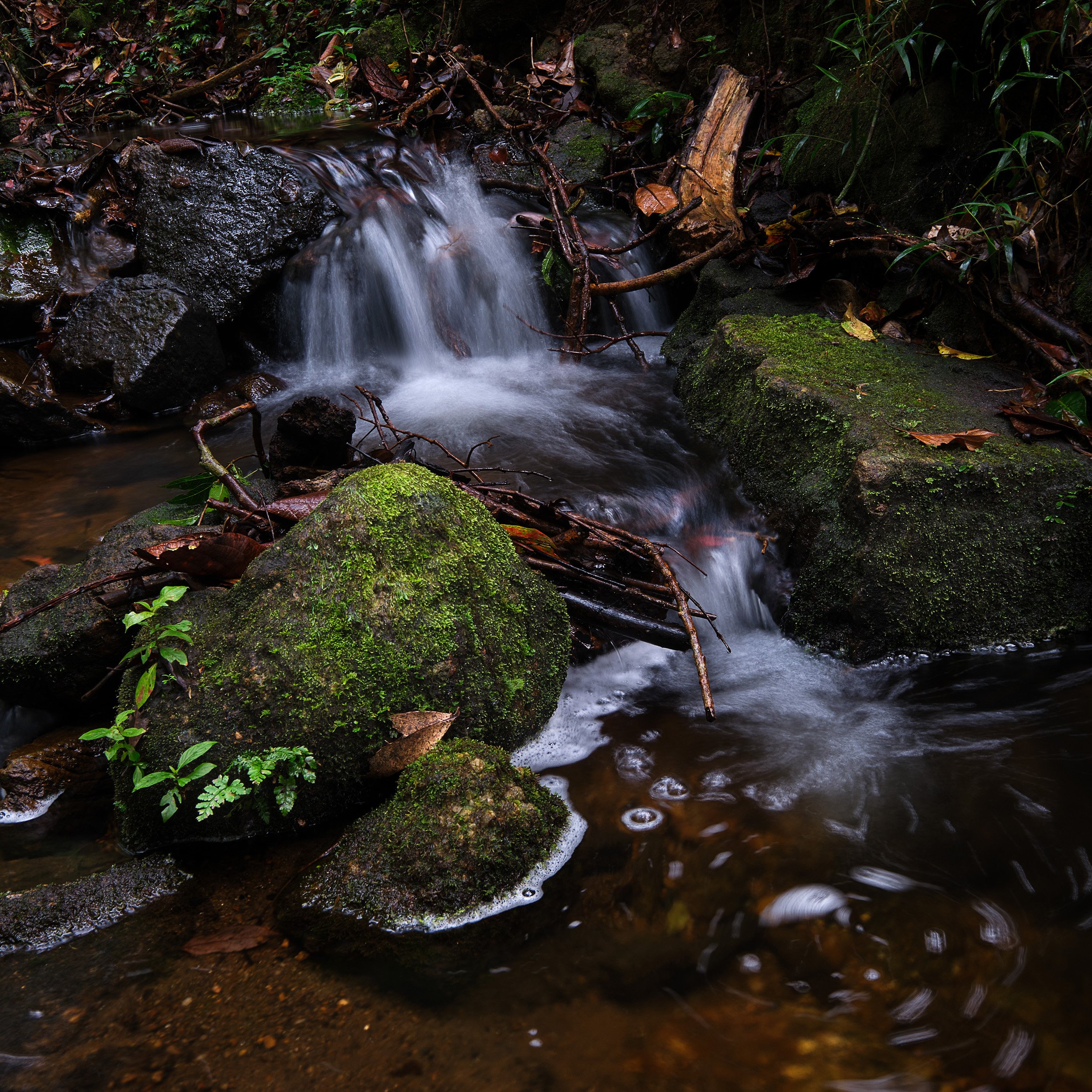 07 Ohiya Forest Collection.jpg