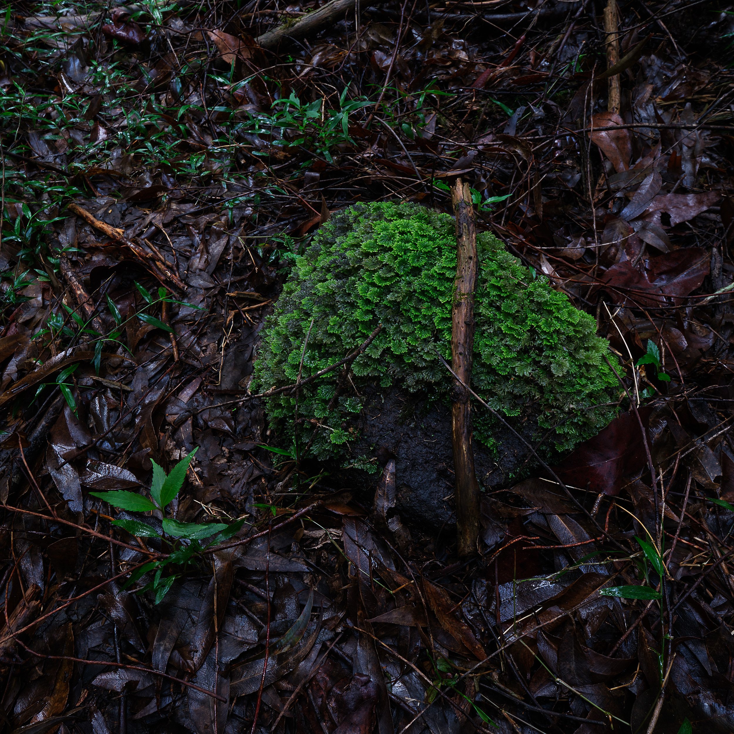04 Ohiya Forest Collection.jpg