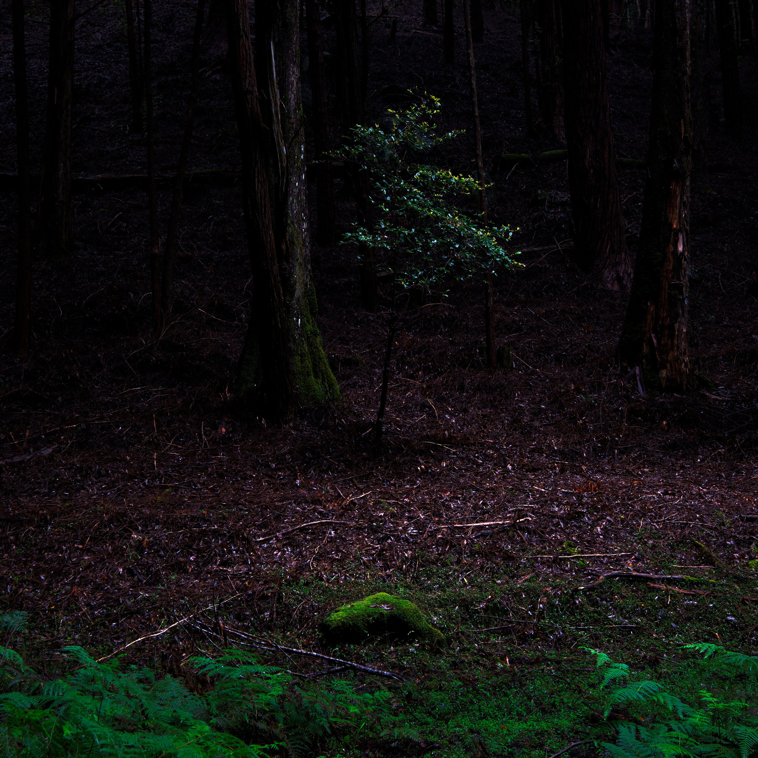 02 Ohiya Forest Collection.jpg