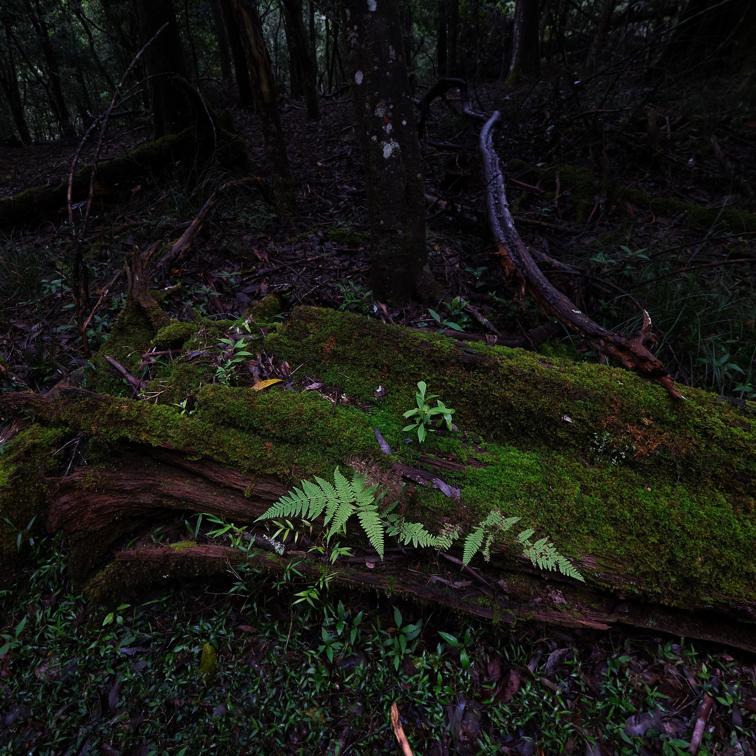 06 Ohiya Forest Collection.jpg