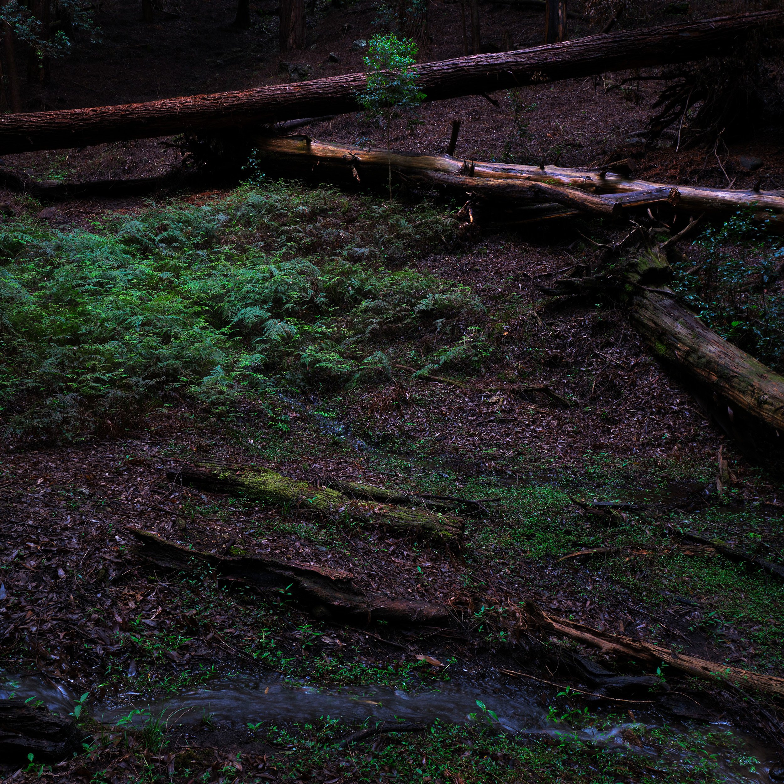 03 Ohiya Forest Collection.jpg