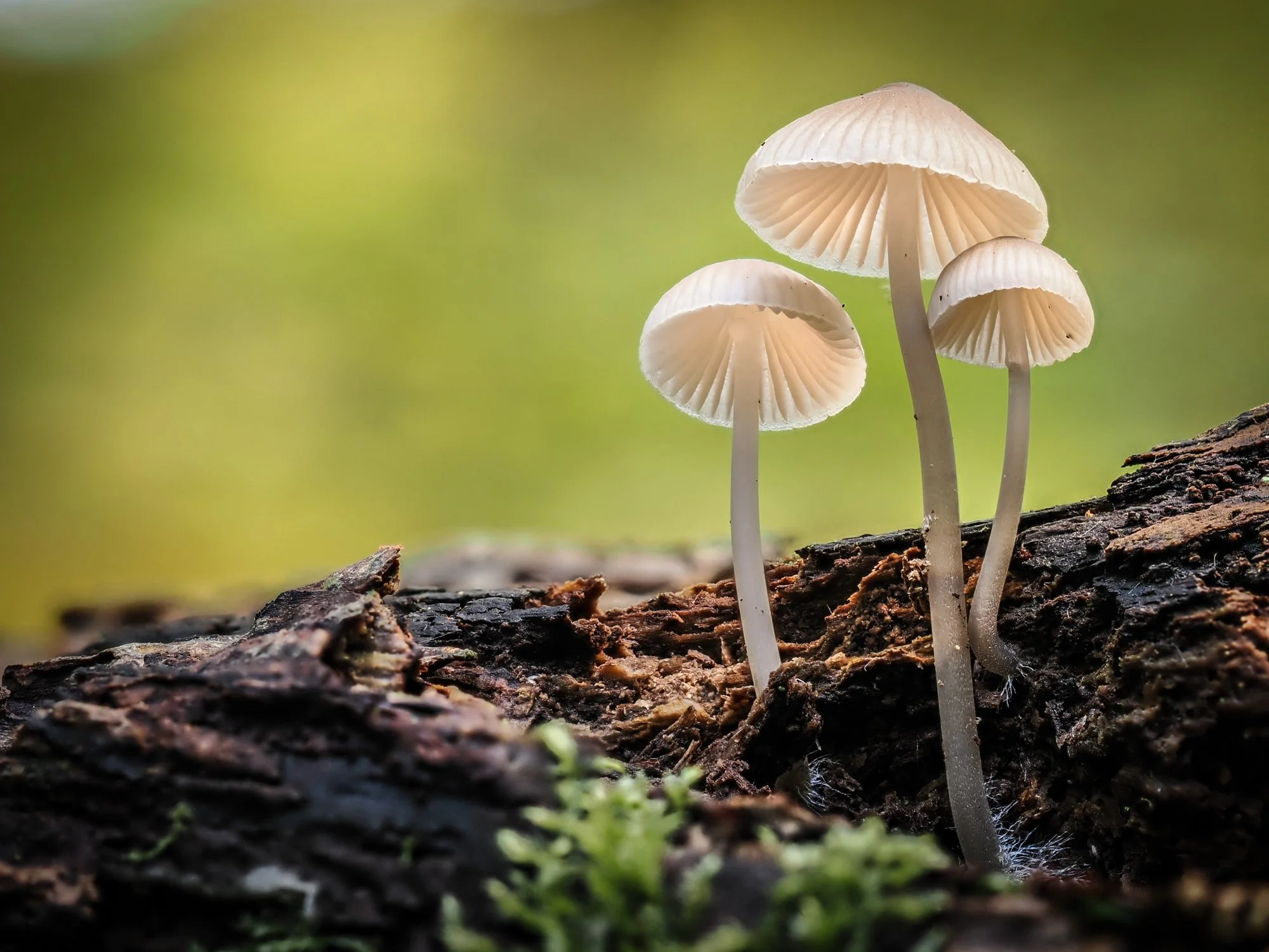 Fungi Trio