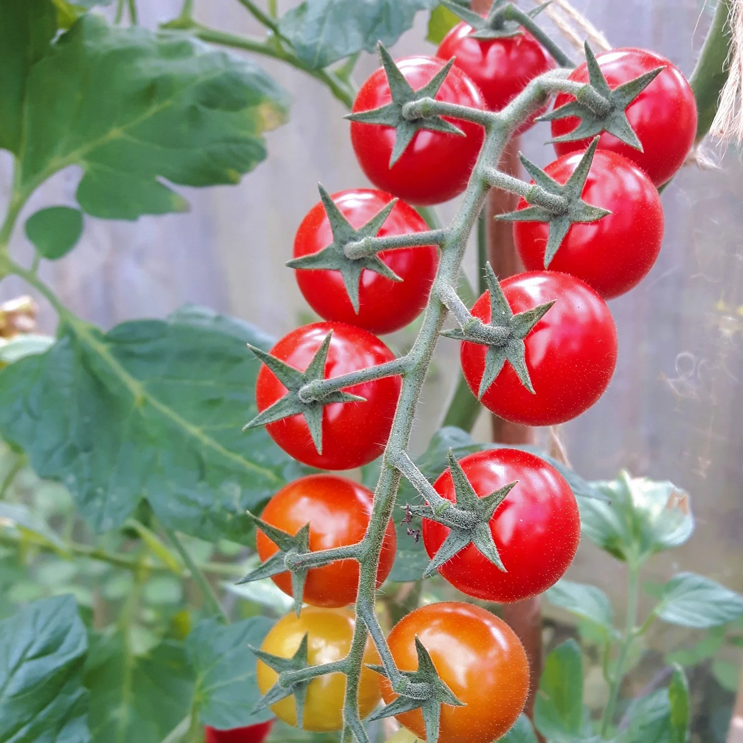 How to grow tomatoes on the allotment or vegetable garden — UP THE PLOT
