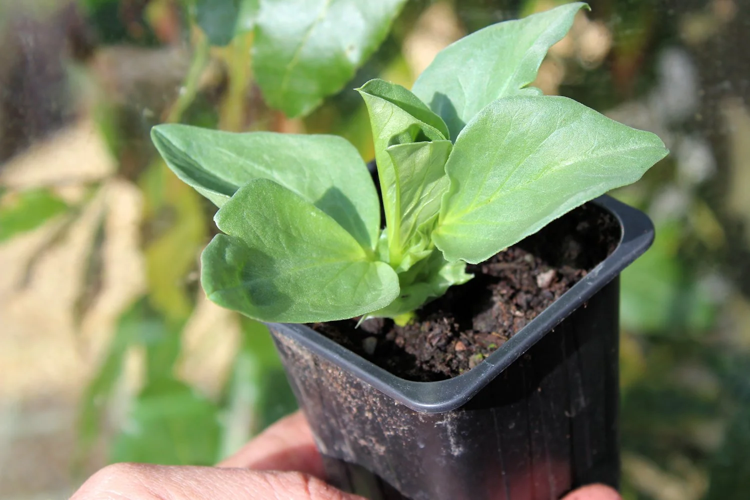 How to grow broad beans — UP THE PLOT
