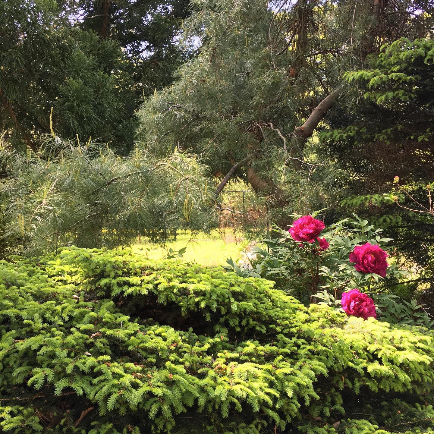 Beautiful Tree peonies! These kick my peony season off! More to come! 🌺#treepeonies #treepeoniesareblooming #gardensofinstagram #finegardening #newenglandgardens #shegardins