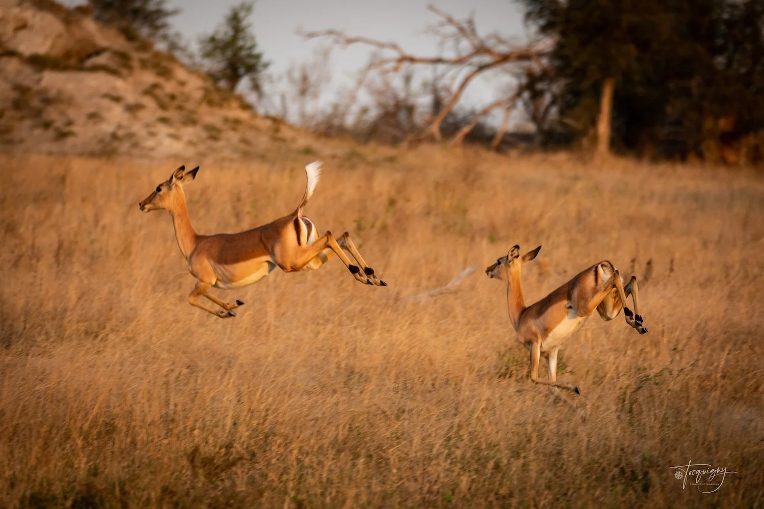 SS impalas running_Q7A9321R.jpg