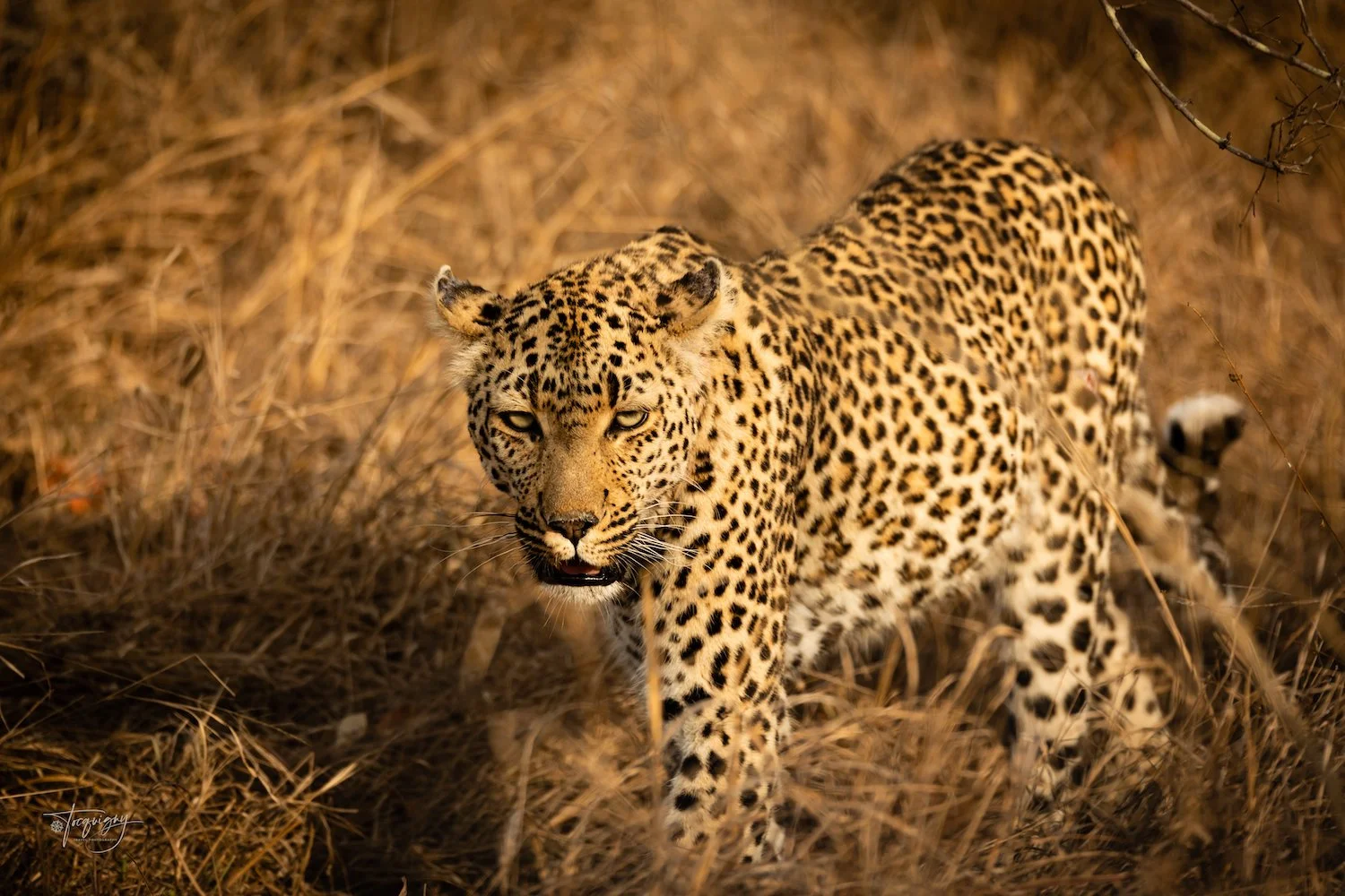 SS Leopard in grass_Q7A9364R.jpg