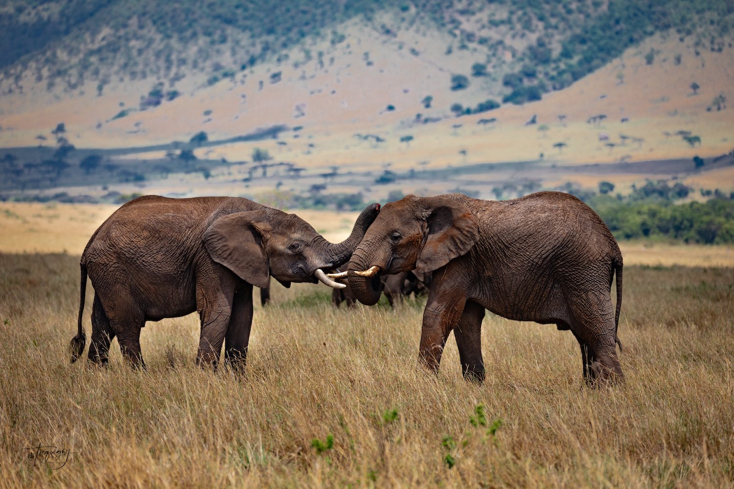 M Elephant love_Q7A0633Rf.jpg