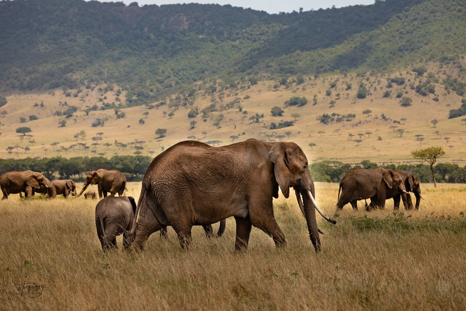M Elephant herd_Q7A0629Rf.jpg
