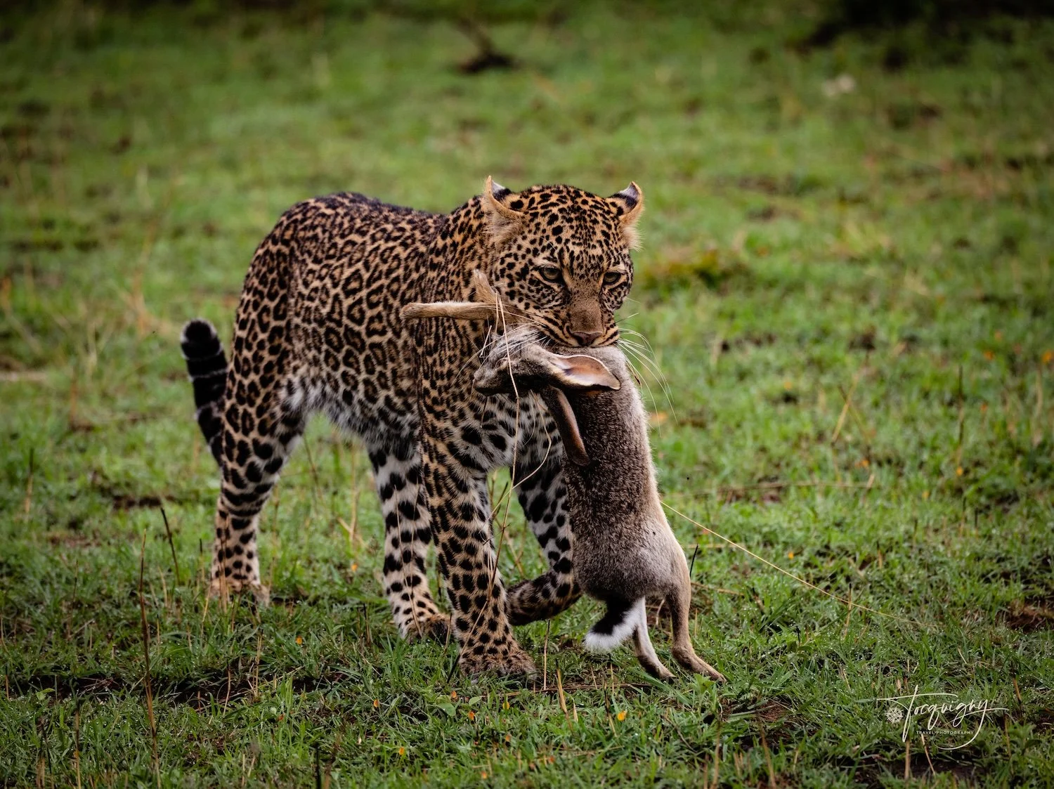 Leopard+hare_Q7A2087Rf.jpg