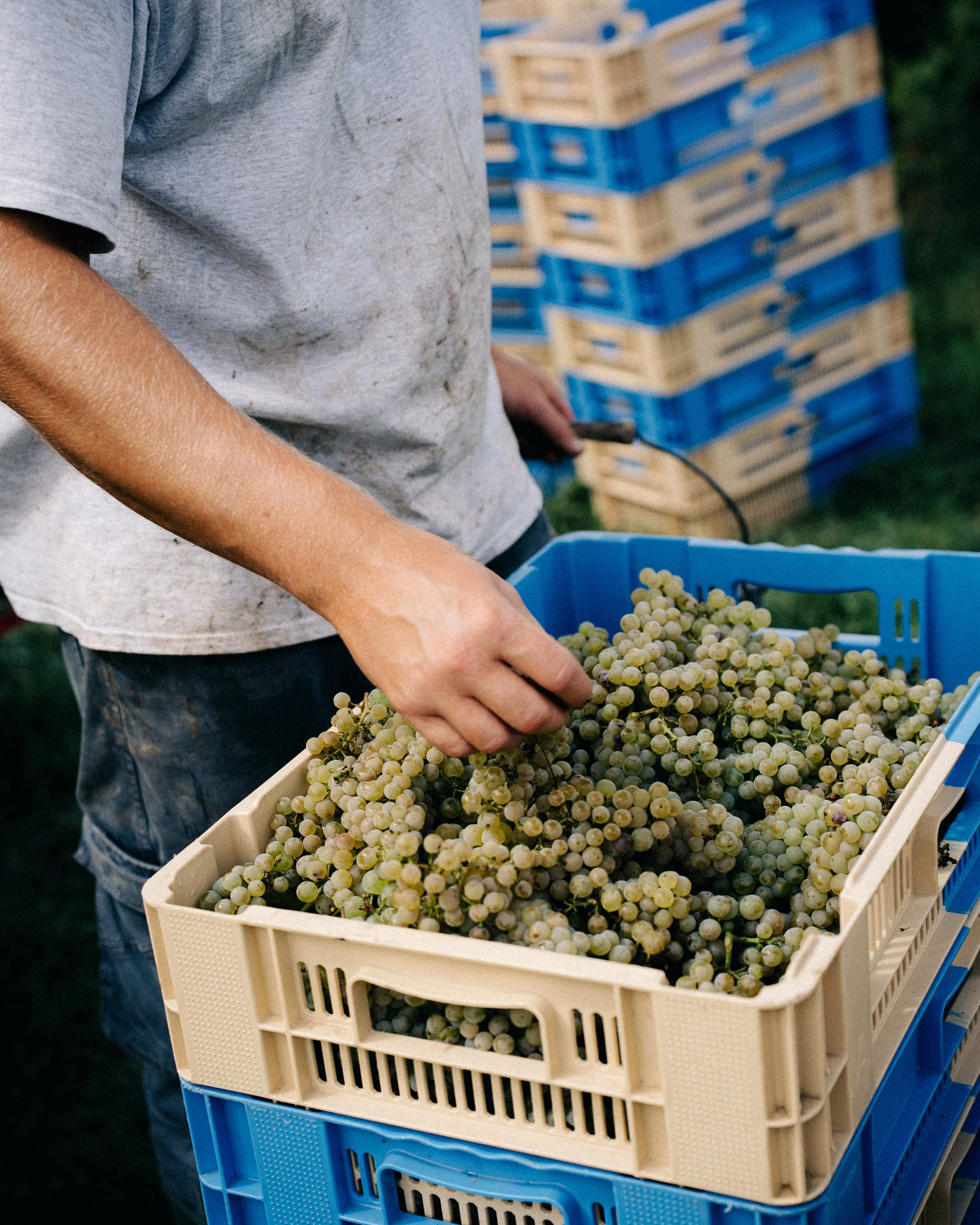 Henri Chauvet, vigneron libre d'Auvergne