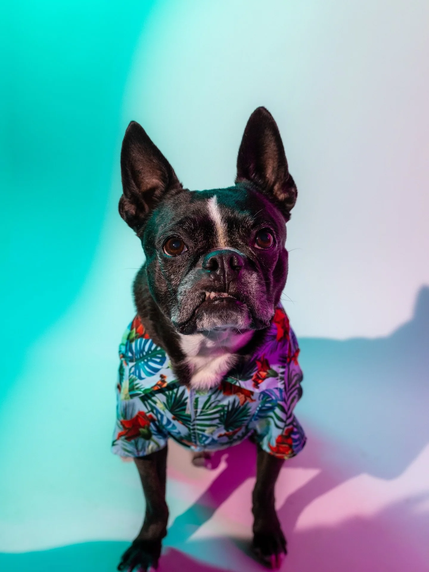 My baby boi Bruce C Bby Springsteen W. Turns 10 today!! It&rsquo;s been a wonderful 9 years together. We&rsquo;ve been through somethings, seen somethings, and I am so thankful to have this little man man by my side. He loved and supported so many of