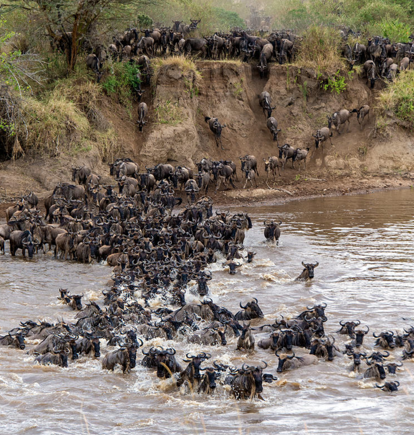 Herd Immunity?