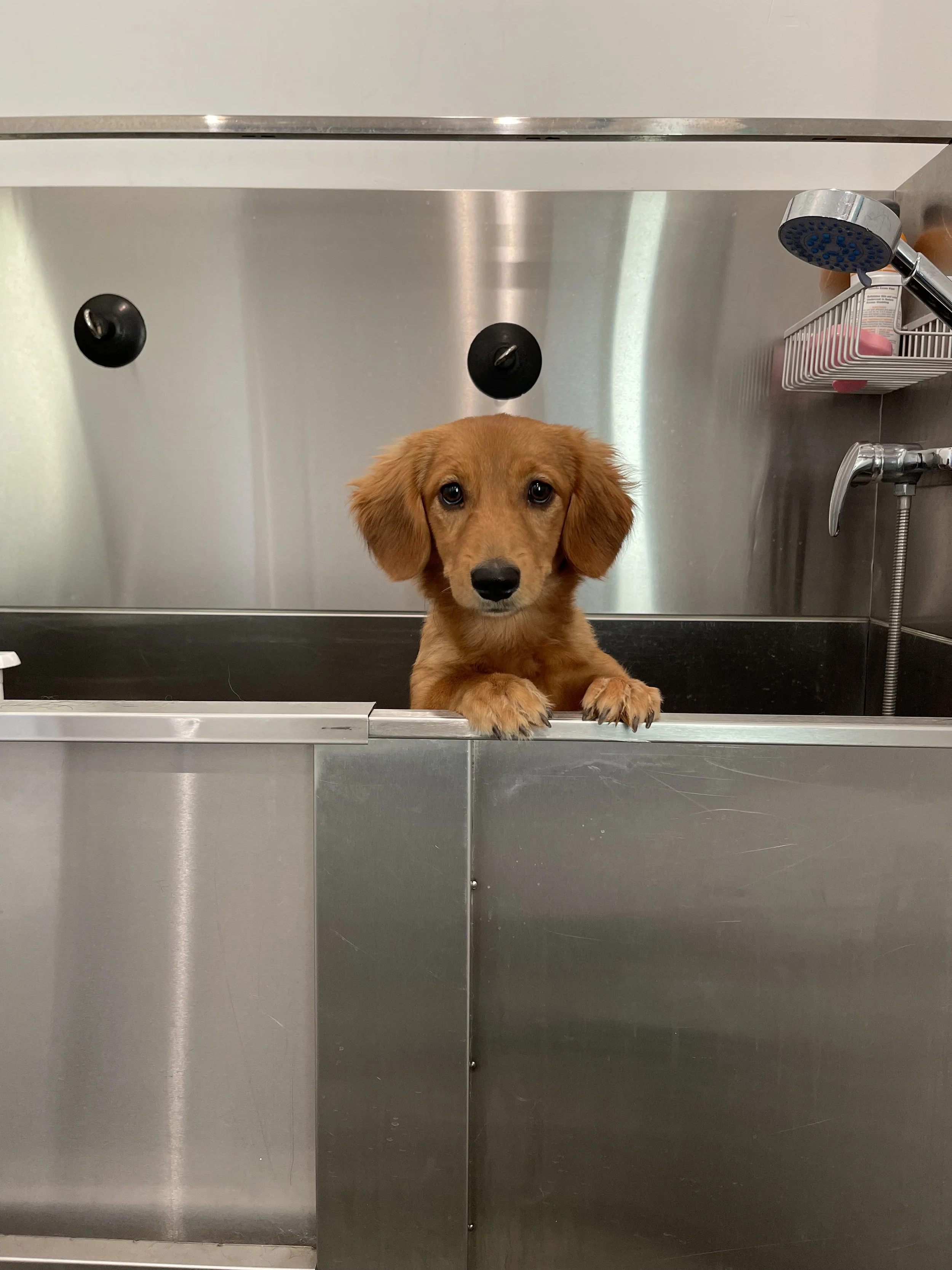 Gallery — White House Pet Supplies