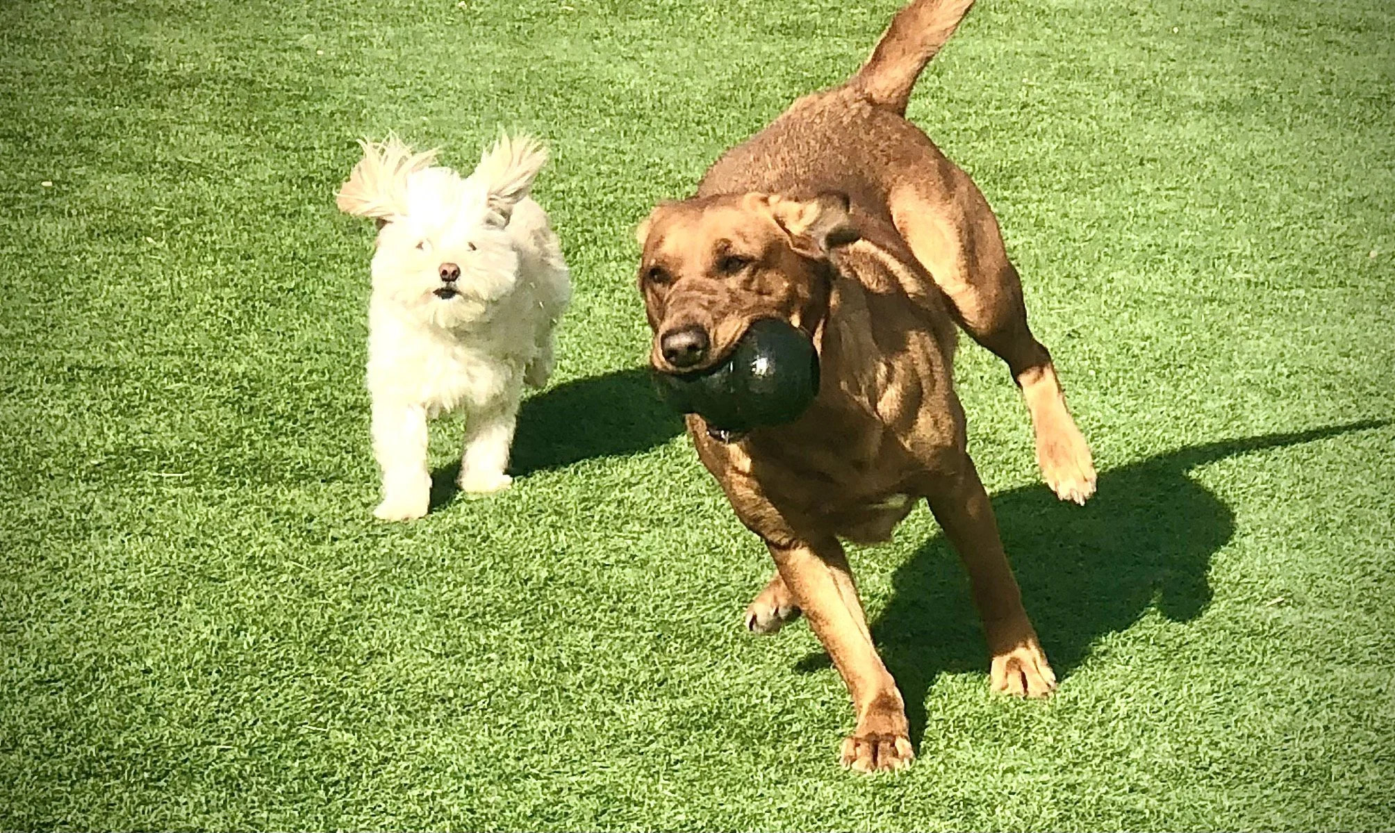 Gallery — White House Pet Supplies