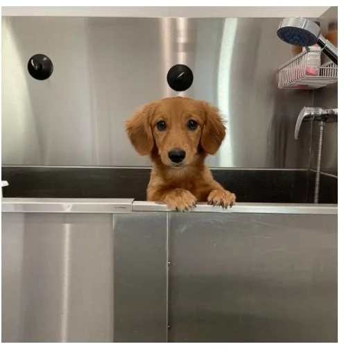 Screenshot 2025-01-27 at 2.16.23 PM.jpeg